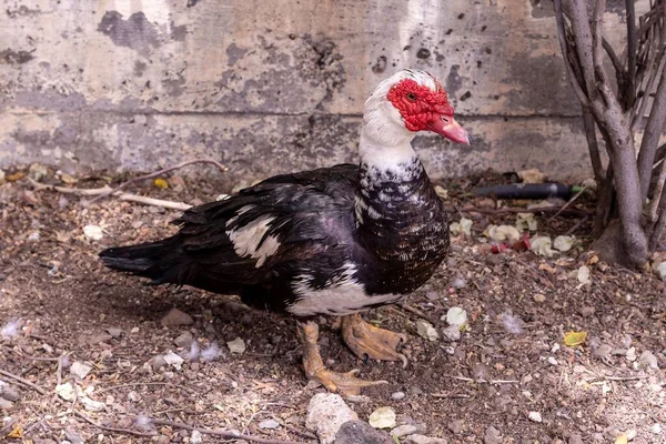Nahaufnahme Einer Moskauer Ente Auf Dem Boden — Stockfoto