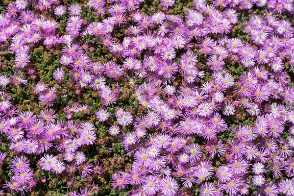 Крупный План Красивого Цветущего Саду Drosanthemum — стоковое фото