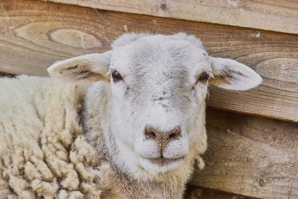 農場の羊のクローズアップ — ストック写真