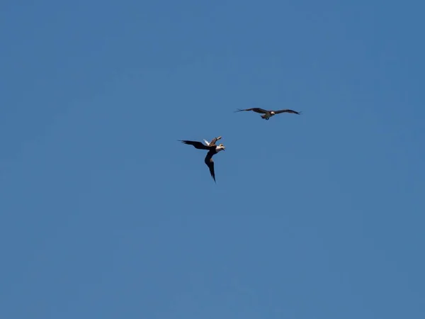 Belo Tiro Uma Águia Careca Ospreia Voando Com Céu Azul — Fotografia de Stock