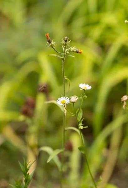 Ein Vertikaler Schuss Gänseblümchen Der Freien Wächst — Stockfoto