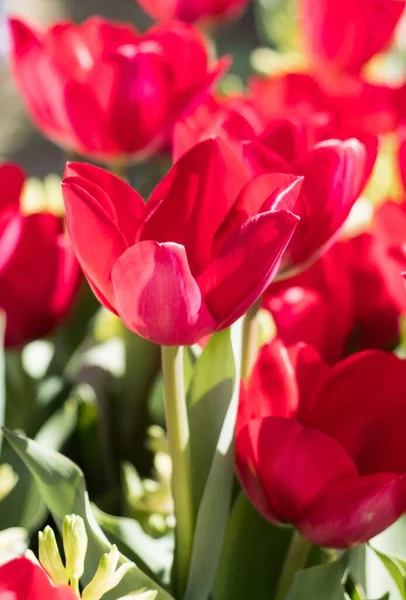 Pink Tulip Garden — Stock Photo, Image