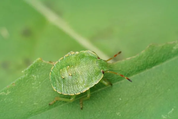 Detailní Záběr Zeleného Brouka Palomena Prasina Sedící Zeleném Listu Zahradě — Stock fotografie