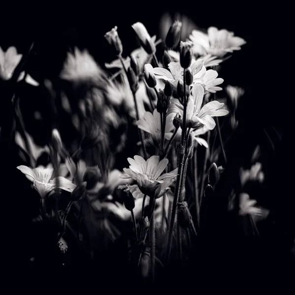 Eine Blühende Blume Garten — Stockfoto