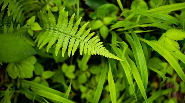 Yeşil Yapraklı Bir Eğrelti Otu — Stok fotoğraf