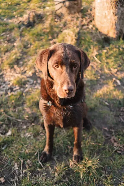 Een Verticaal Schot Van Een Amerikaanse Labrador Zittend Het Gras — Stockfoto