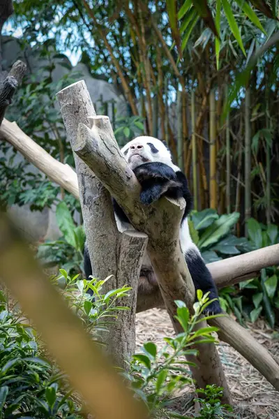 Гигантская Панда Лежит Стволе Дерева — стоковое фото