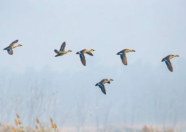 Eine Gruppe Spot Billing Enten Auf Der Flucht — Stockfoto