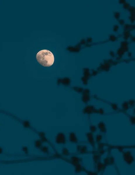 Вертикальный Снимок Прекрасной Луны Небе Фоне Ветвей Деревьев — стоковое фото