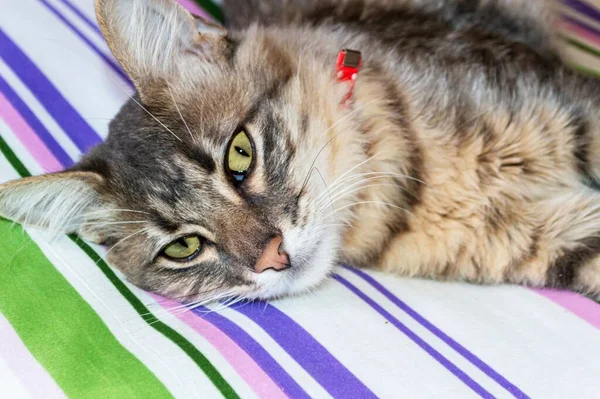 動物の健康 ペット 縞模様のベッドスプレッドの上に横たわる若い 白髪の縞模様の猫 — ストック写真
