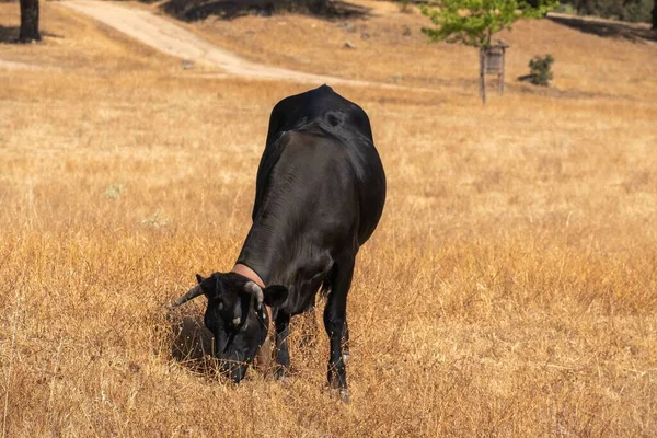 A black cow grazes with many flies on the head in the pastures Extremadura eating grass. The Iberian Black Avila is a Spanish bovine breed.