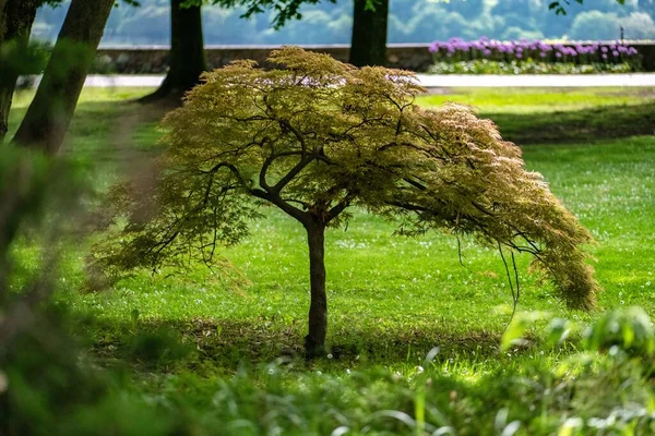 Piękne Ujęcie Zielonych Liści Płaczącego Japońskiego Klonu Acer Palmatum Parku — Zdjęcie stockowe