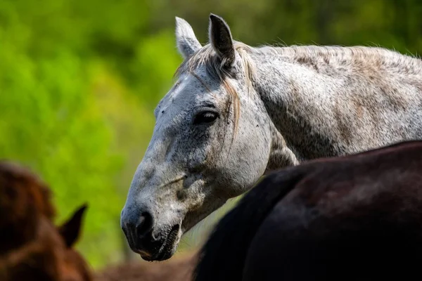 Ritratto Del Cavallo Del Quartiere Americano Che Riposa Nel Pascolo — Foto Stock