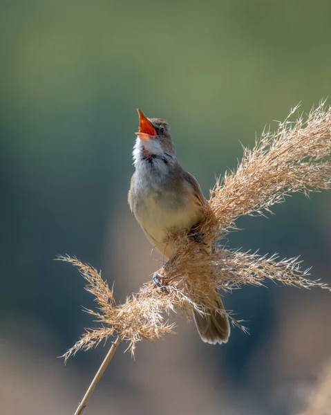 Güneşli bir günde çimlere tünemiş genç ve tatlı bir sazlığın dikey görüntüsü.