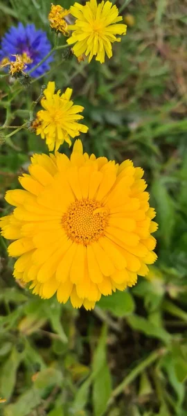 Yellow Calendula Flowers Field — Stock Photo, Image