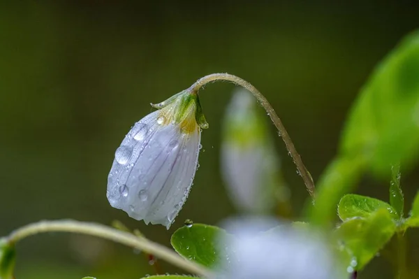 Dew Drops Newly Opened Violet Tent Blurred Green Horizon — Stock Photo, Image