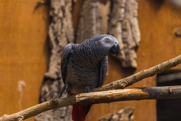 Wielki Szary Hiacynt Macaw Siedzi Gałęzi Dużej Klatce Pomarańczowymi Ścianami — Zdjęcie stockowe