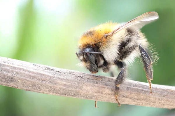 Nahaufnahme Einer Hummel Auf Dem Verschwommenen Hintergrund — Stockfoto