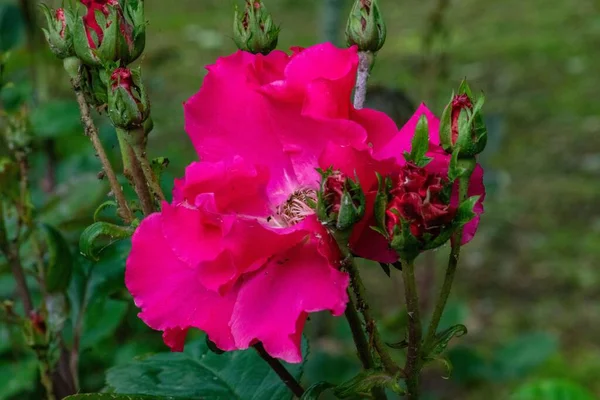Ένα Κοντινό Ροζ Τριαντάφυλλο Μπουμπούκια Θολή Φόντο Μικρές Τριανταφυλλιές Ανθίζουν — Φωτογραφία Αρχείου