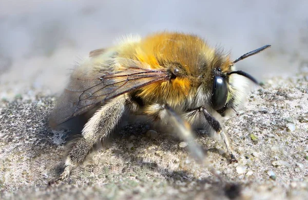 Closeup Shot Bumblebee Blurry Background — Stock Photo, Image