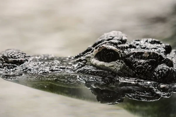 Ein Alligator Schwimmt Mit Kopf Und Nase Auf Der Wasseroberfläche — Stockfoto