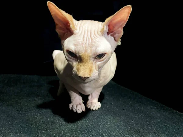 Sphynx Cat Angrily Staring Camera — Stock Photo, Image