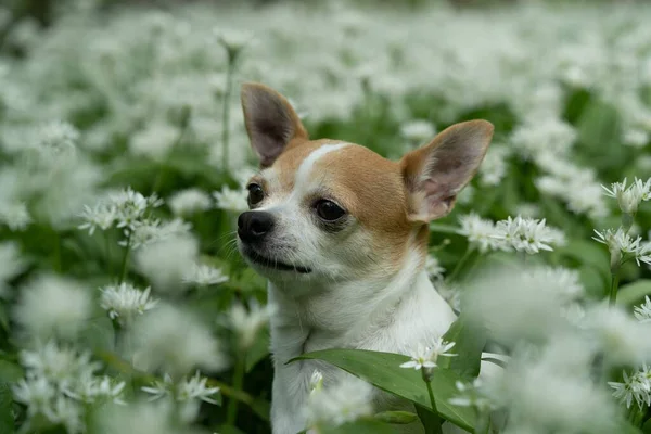Een Close Shot Van Een Bruine Witte Schattige Hond Een — Stockfoto