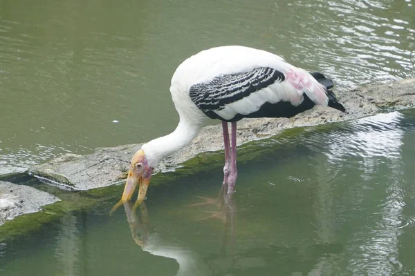 stock image A lonely painted stork resting in the water