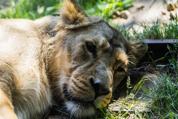 Retrato Leão Deitado Chão Com Triste Zoológico Londres — Fotografia de Stock