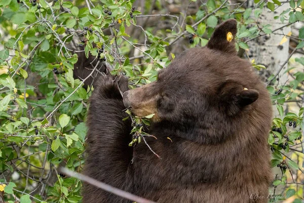 Коричневий Ведмідь Їсть Листя — стокове фото