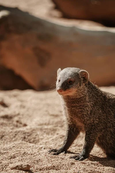 Mongoose Sand Daytime — Stock Photo, Image