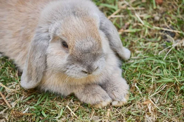 Closeup Shot Cute Rabbit Lying Grass — Stock Photo, Image