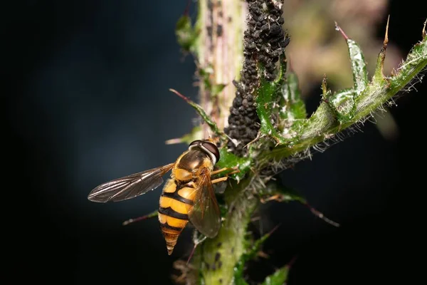 Nahaufnahme Einer Kleinen Biene Auf Dem Grünen Blatt Garten — Stockfoto