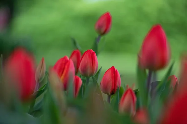 Primer Plano Hermosos Tulipanes Sobre Fondo Borroso Jardín — Foto de Stock