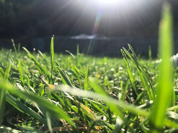 Крупный План Зеленой Травы Растущей Поле Солнечном Свете — стоковое фото