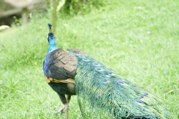 Une Vue Arrière Belle Chouette Errant Dans Herbe Verte — Photo