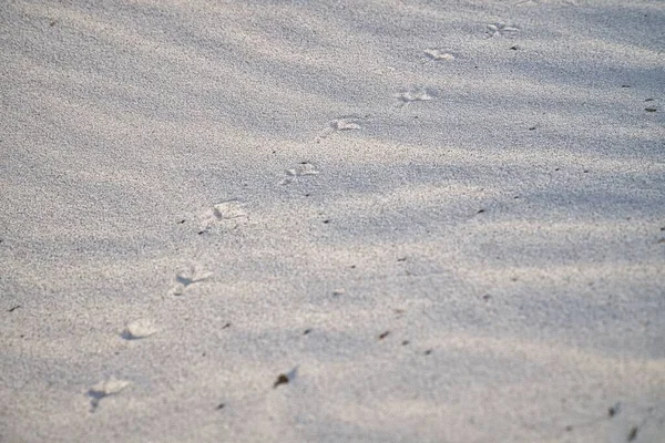 在光滑的灰色沙滩上的脚印 — 图库照片