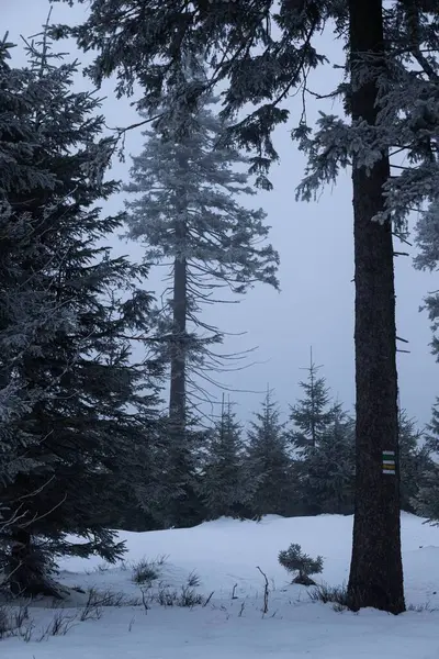 松の木と木の幹を切る雪の森の垂直ショット — ストック写真