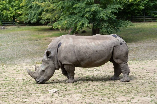 Gros Plan Rhinocéros Noir Dans Safari Avec Des Arbres — Photo