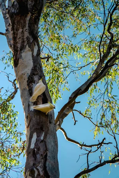 Vertical Shot Two Cockatoos Tree — Stock Photo, Image
