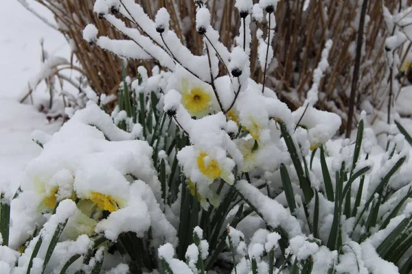 Zmrzlé Květiny Rostliny Během Zimy — Stock fotografie