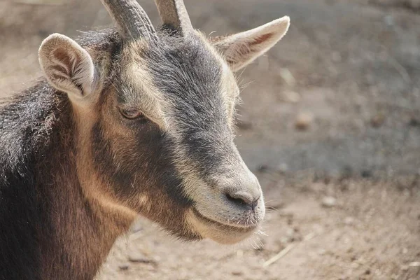 Closeup Goat Farm — Stock Photo, Image