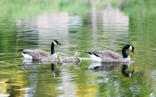 Ganso Gansos Canadense Goosling Família Natação Uma Lagoa Primavera Nutrindo — Fotografia de Stock