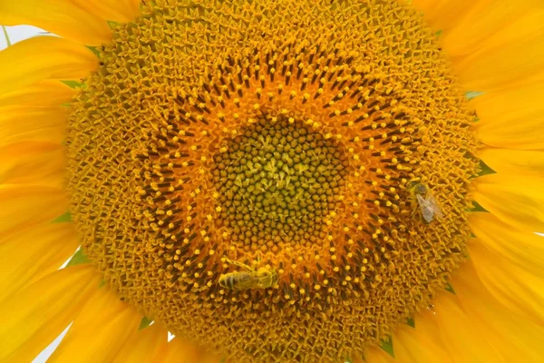 Zbliżenie Pszczół Siedzących Słoneczniku — Zdjęcie stockowe