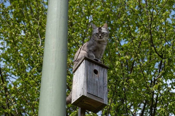 Beau Cliché Joli Chat Gris Sur Nichoir — Photo