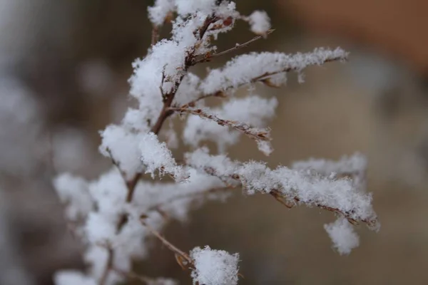 Una Flor Plantas Congeladas Durante Invierno — Foto de Stock