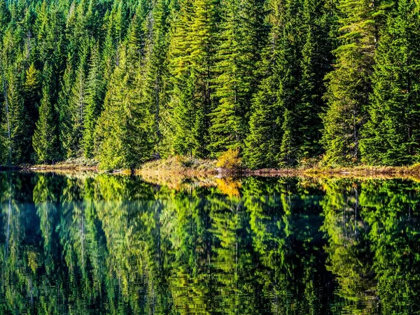 Сценічний Вид Зелених Дерев Відбиваються Озері Острові Ванкувер Британська Колумбія — стокове фото