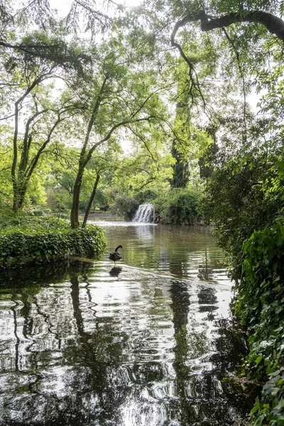 Černá Labuť Řece Obklopená Vegetací Parku Capricho Madrid — Stock fotografie