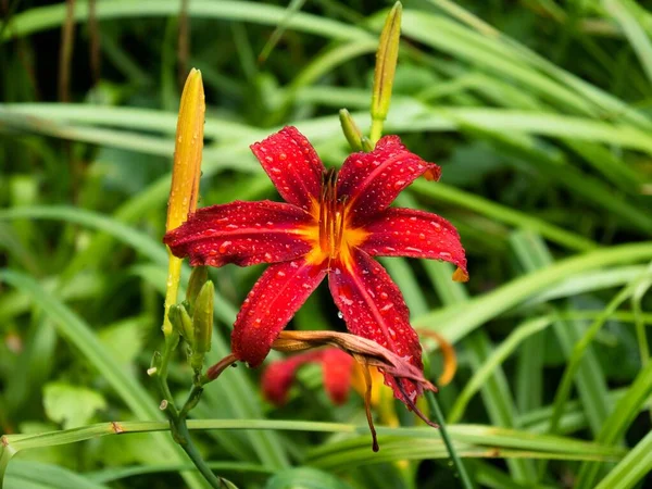 一个充满活力的特写一个红色的大丽花与水滴与绿色的草地背景 — 图库照片