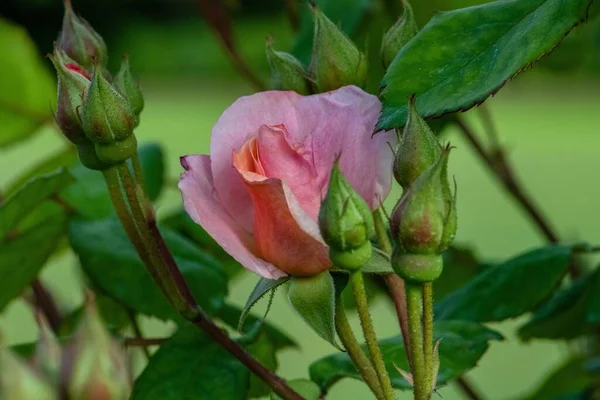 Κοντινό Πλάνο Του Μικρού Ροζ Τριαντάφυλλου Μπουμπούκια Θολή Φόντο Μικρές — Φωτογραφία Αρχείου